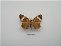 藏品(尺蛾211)的圖片